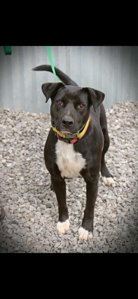 Darla, a Adoptable mixed breed in Statesville, NC image 2/3