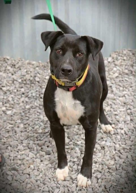 Darla, a Adoptable mixed breed in Statesville, NC image 3/3