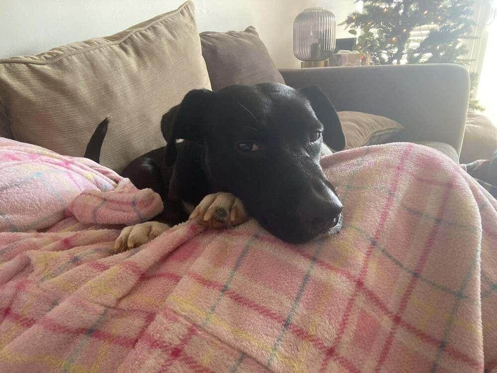 Enlarge Darla, a Adoptable mixed breed in Statesville, NC image 6/6