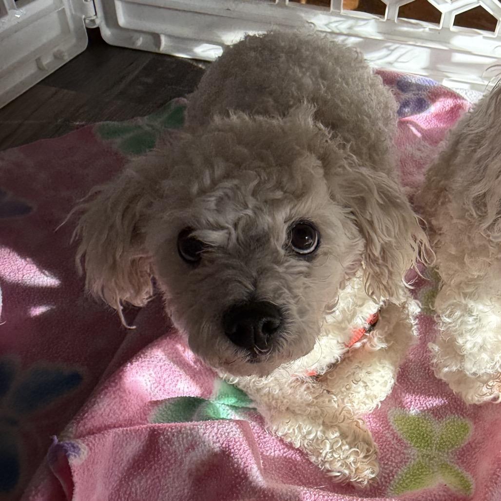 Gizzie, Adoptable, Adult Male Poodle & Maltese.
