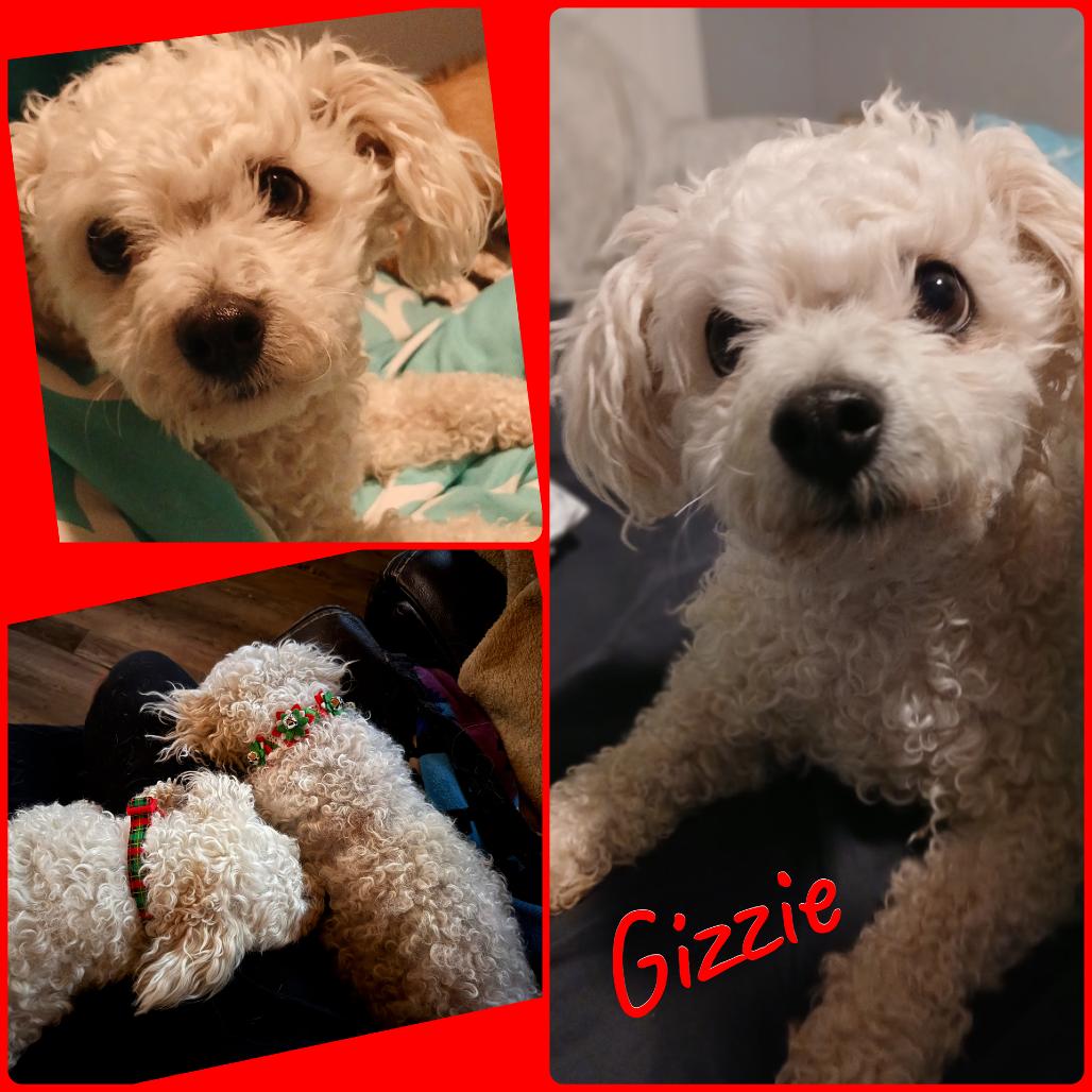 Enlarge Gizzie, a Adoptable mixed breed in Idaho Falls, ID image 2/2