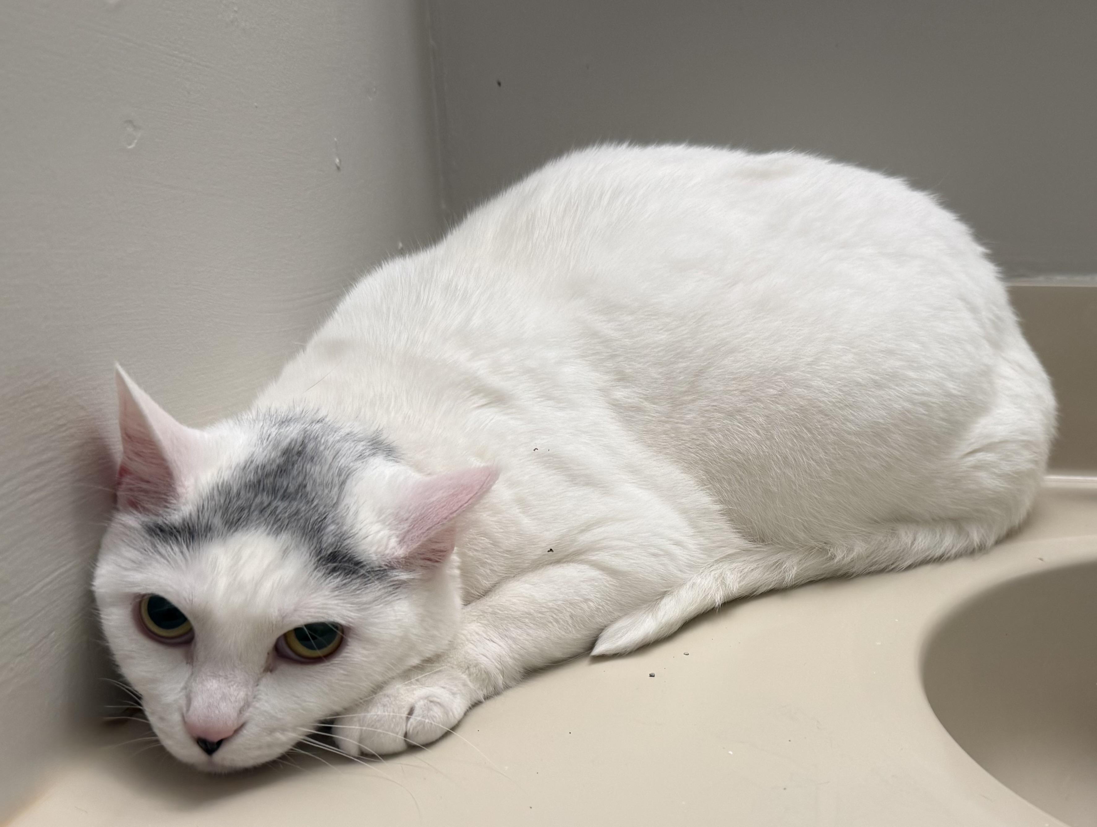 Enlarge Salina, a Adoptable Domestic Short Hair in St. Paul, MN image 1/1