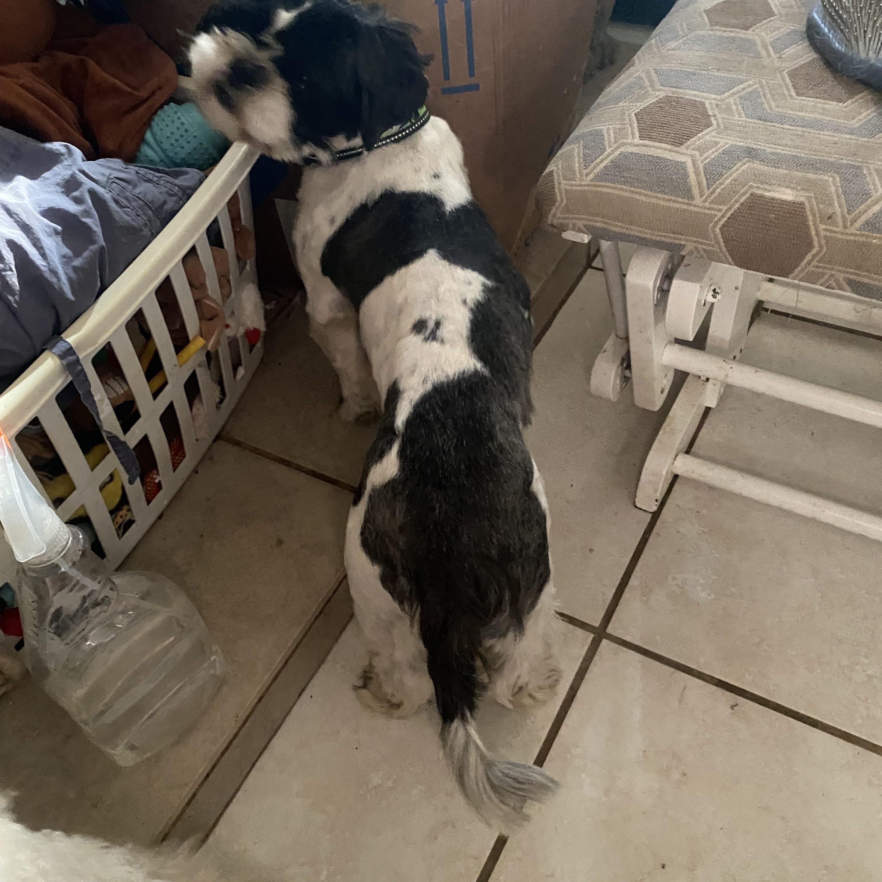 Enlarge Oreo , a ADOPTABLE Shih Tzu in Moreno Valley, CA image 2/3