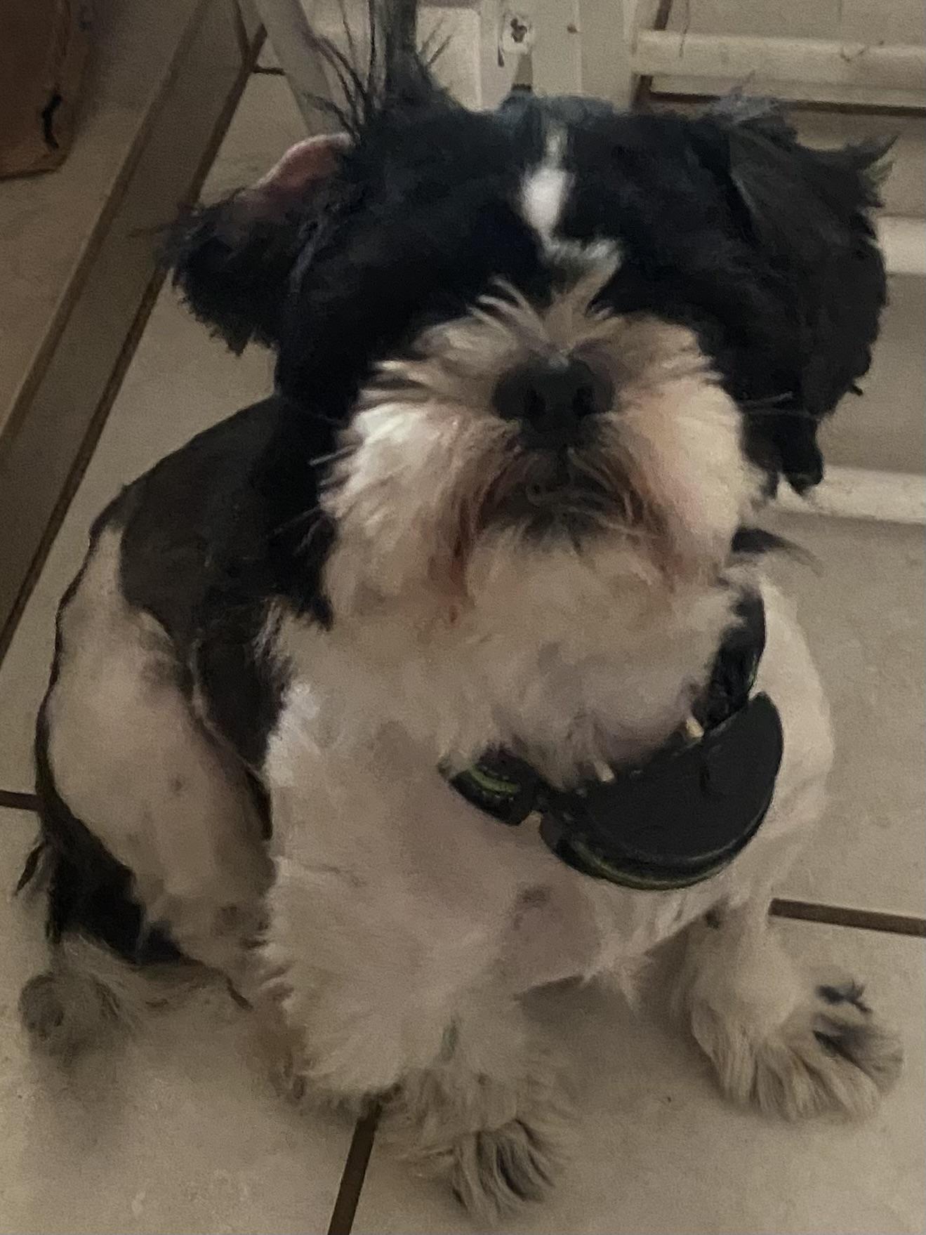 Oreo , ADOPTABLE, Adult Female Shih Tzu.