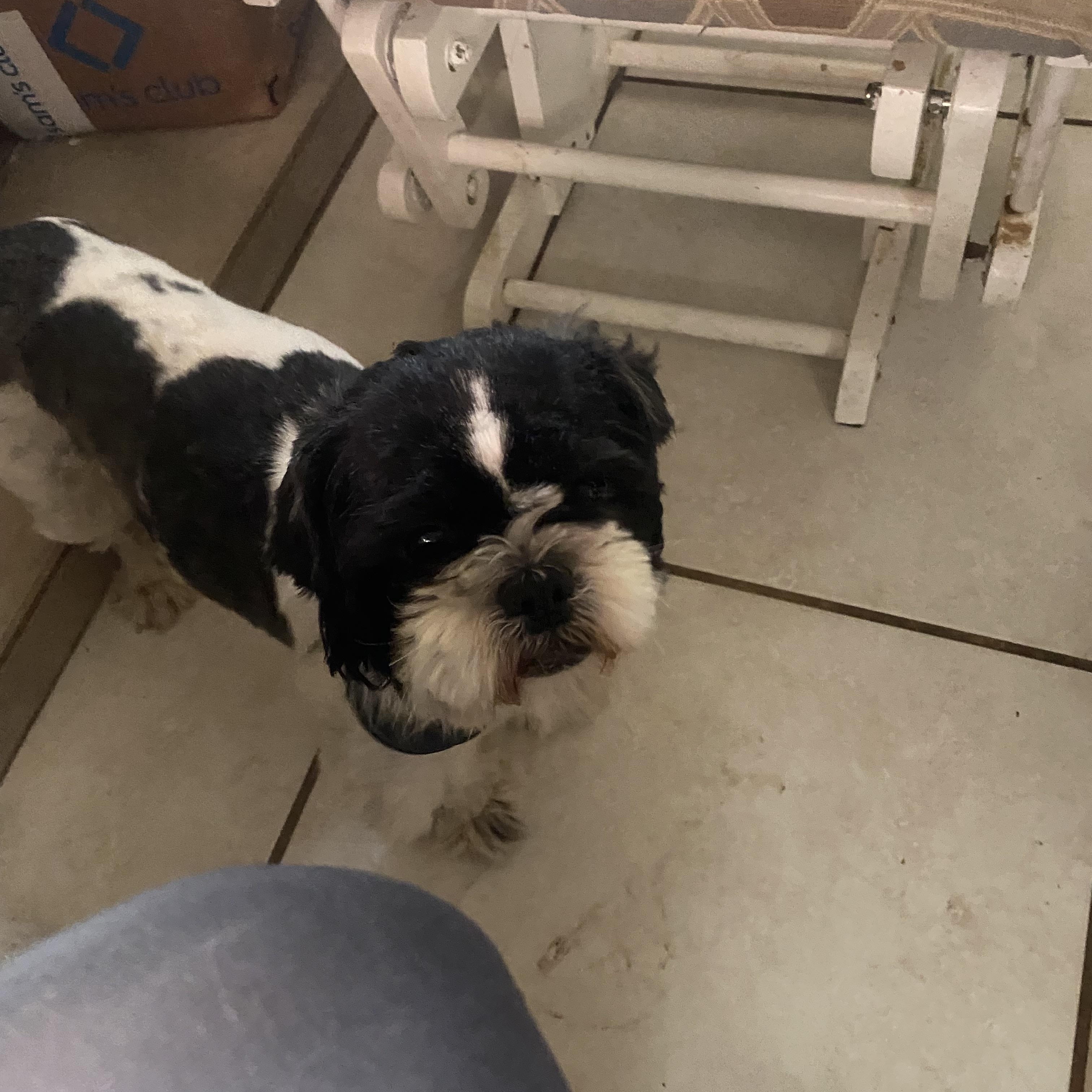 Enlarge Oreo , a ADOPTABLE Shih Tzu in Moreno Valley, CA image 3/3