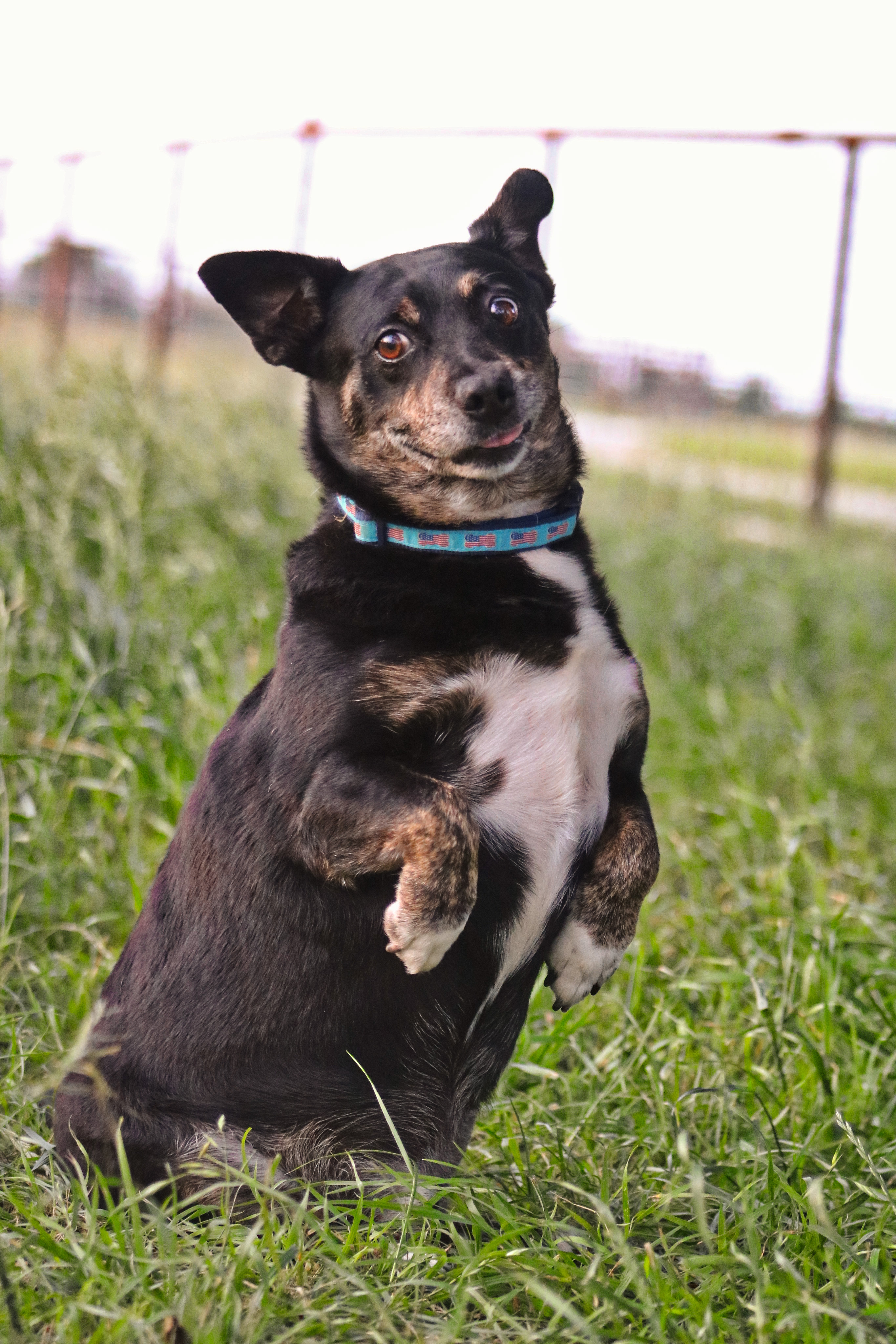 Enlarge PeeWee, a Adopted Mixed Breed in Gatesville, TX image 1/4