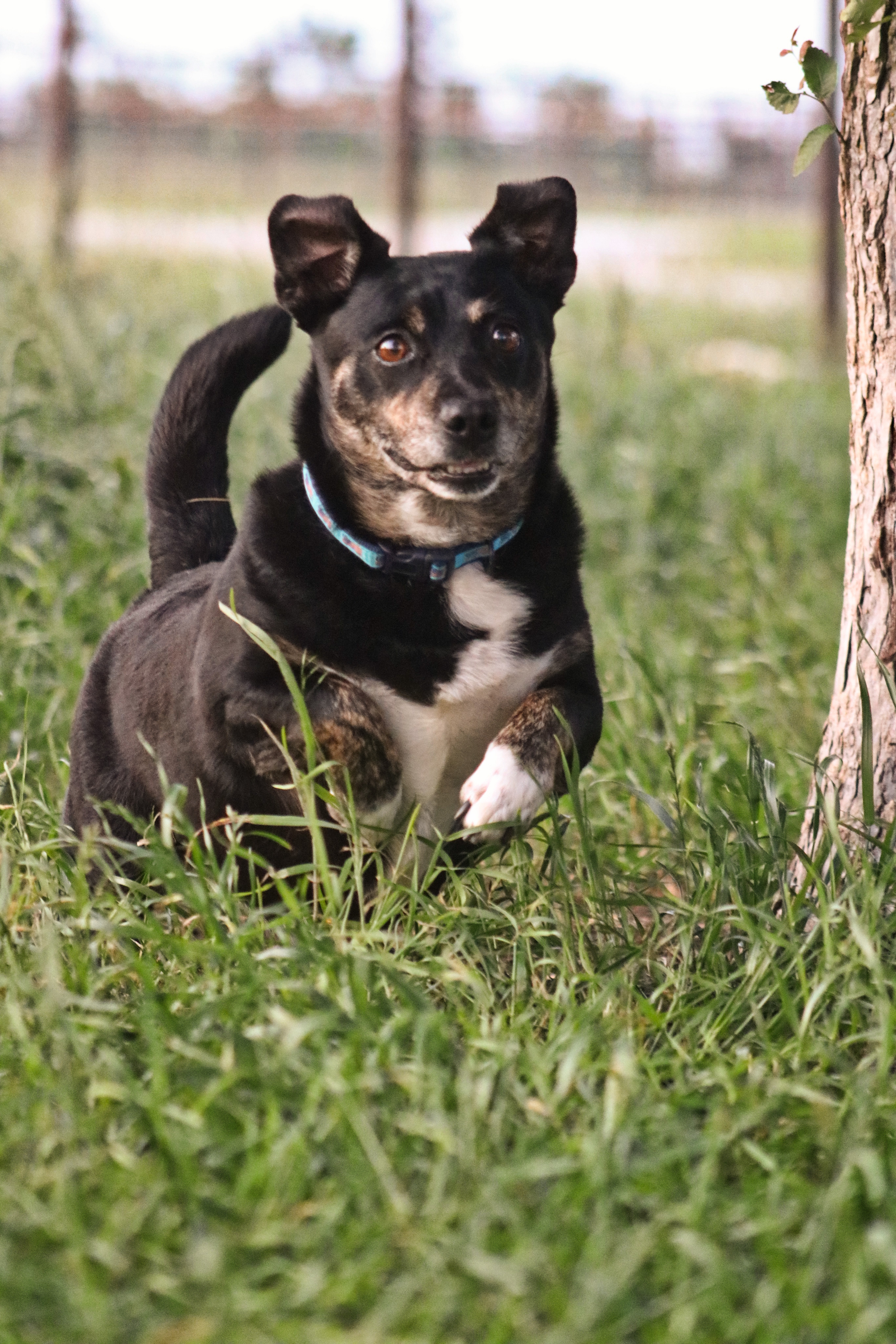 Enlarge PeeWee, a Adopted Mixed Breed in Gatesville, TX image 2/4