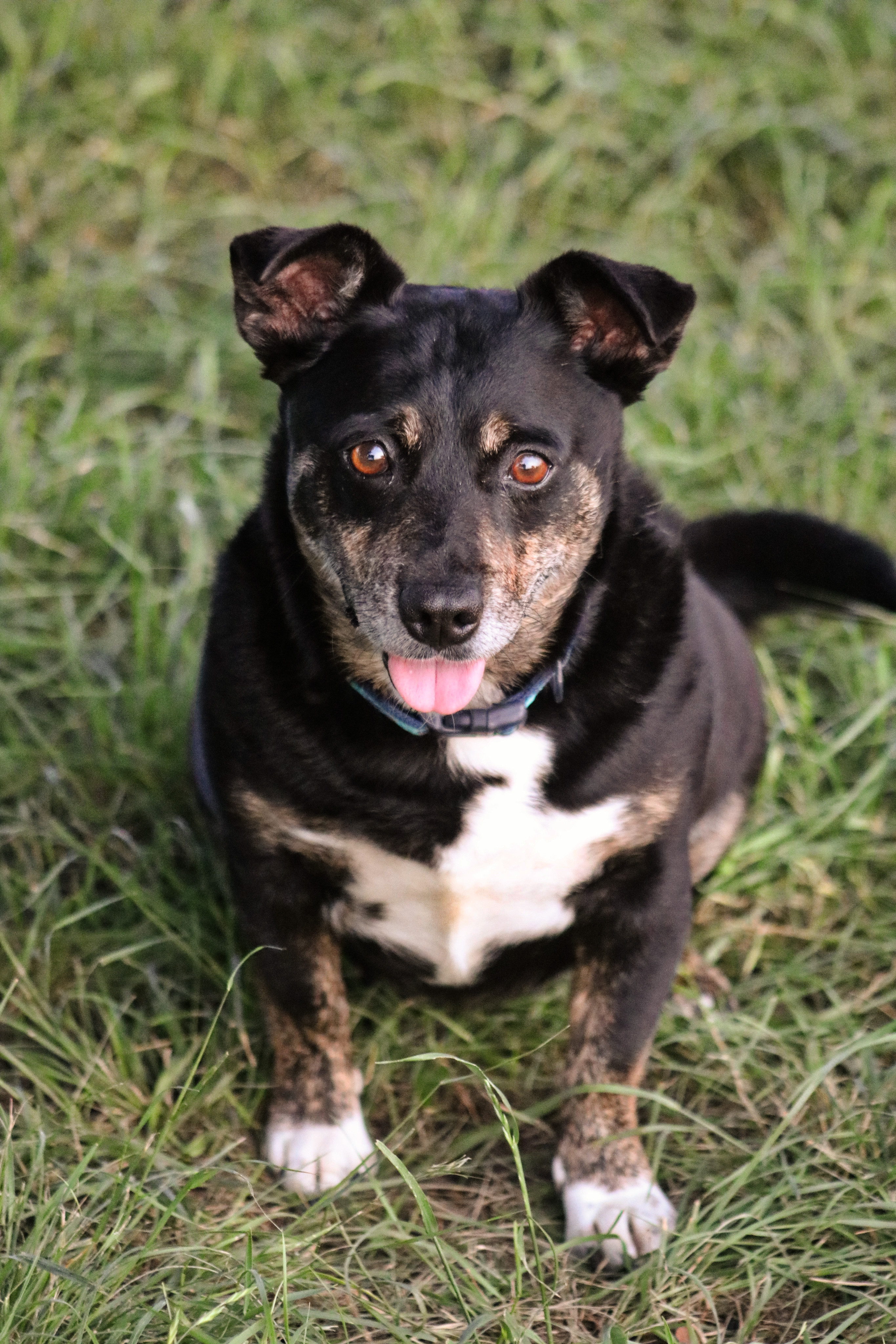 Enlarge PeeWee, a Adopted Mixed Breed in Gatesville, TX image 3/4