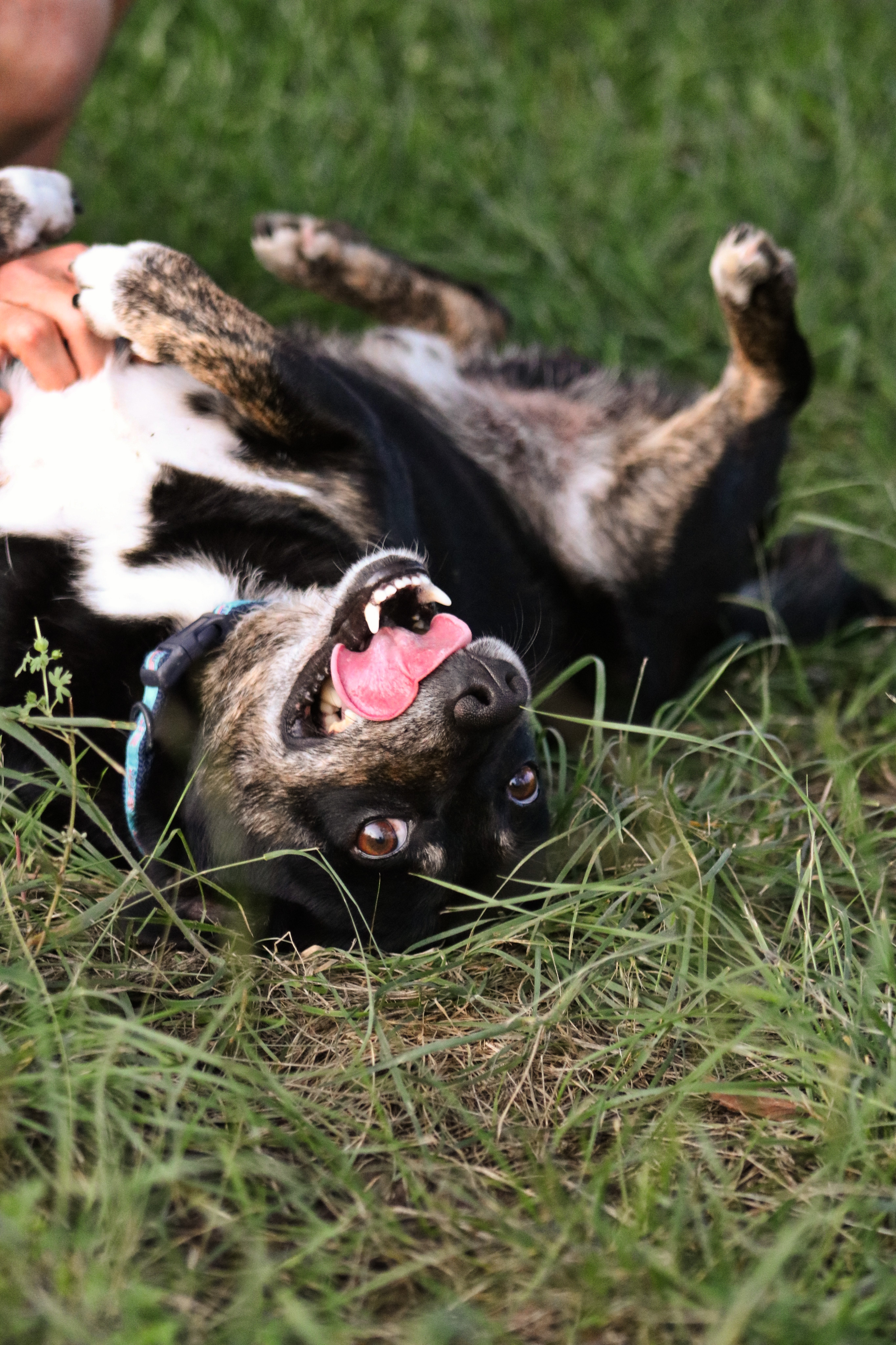 Enlarge PeeWee, a Adopted Mixed Breed in Gatesville, TX image 4/4