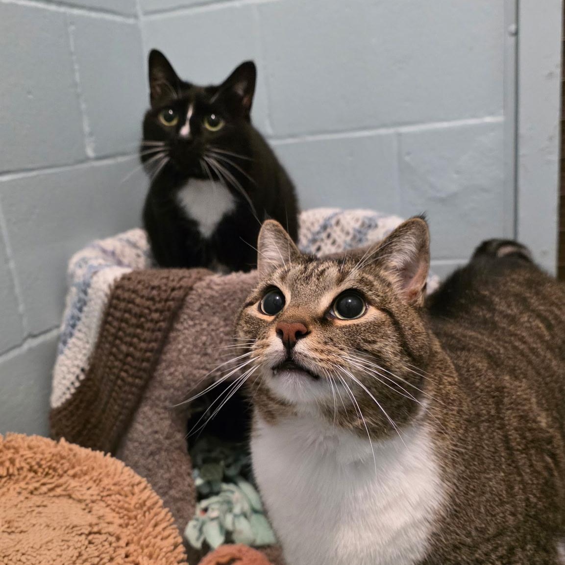 Salt & Pepper, ADOPTABLE, Senior Female Domestic Short Hair.