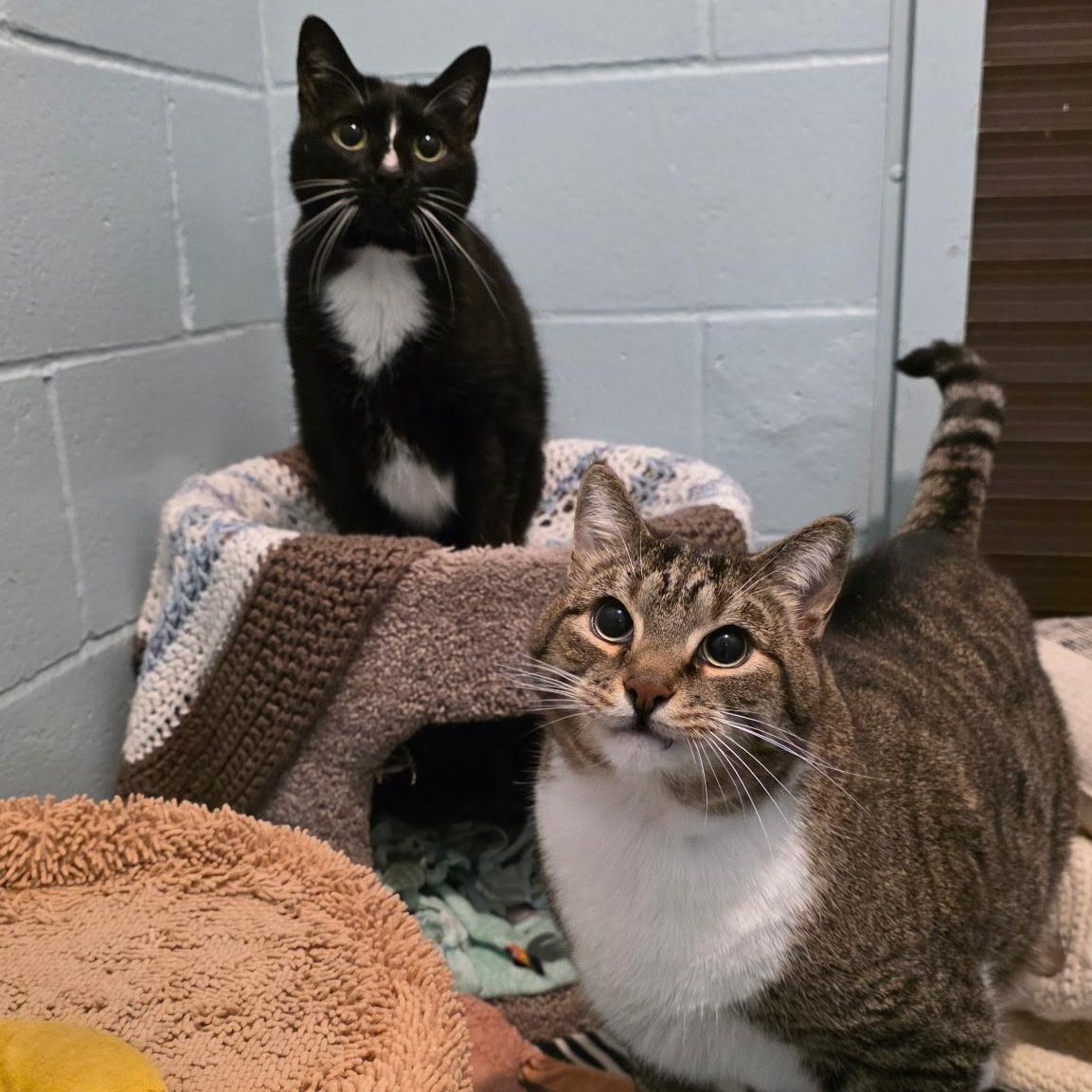 Enlarge Salt & Pepper, a ADOPTABLE mixed breed in Smithtown, NY image 3/4