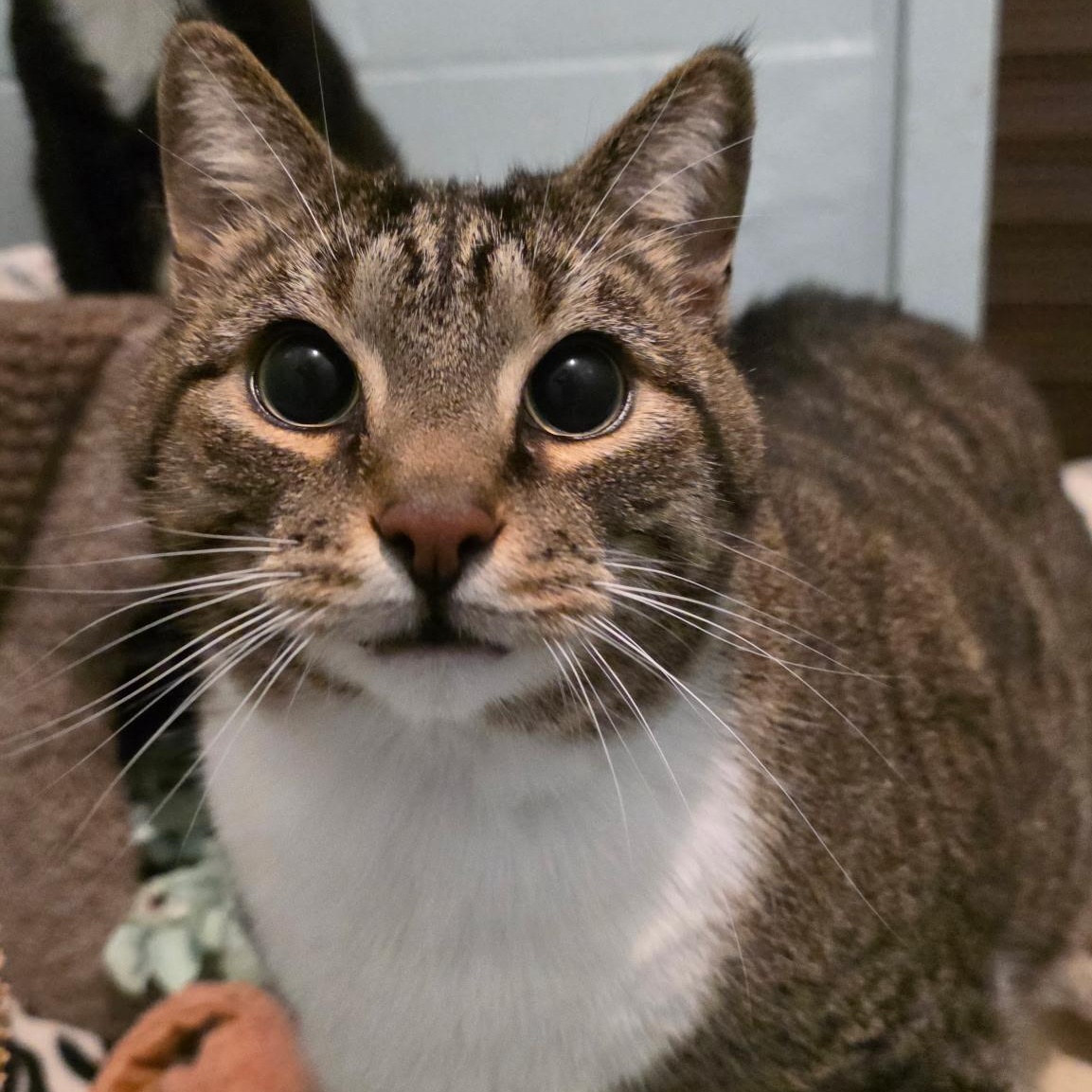 Enlarge Salt & Pepper, a ADOPTABLE mixed breed in Smithtown, NY image 2/4