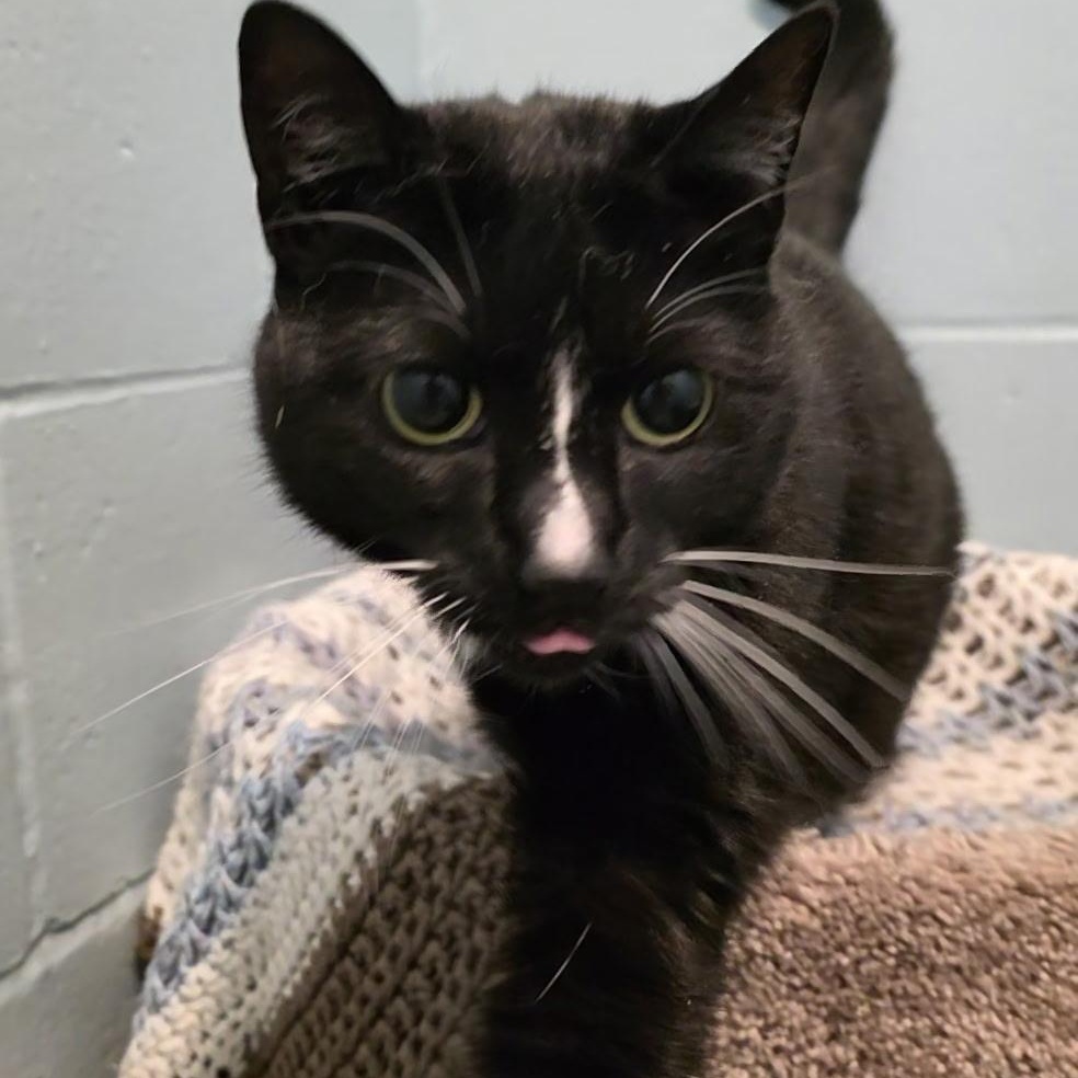 Enlarge Salt & Pepper, a ADOPTABLE mixed breed in Smithtown, NY image 4/4
