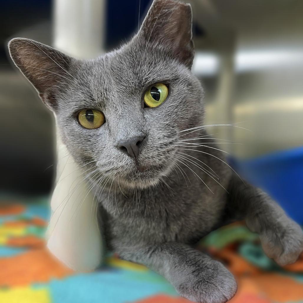 Giovanni, Adoptable, Adult Male Domestic Short Hair.