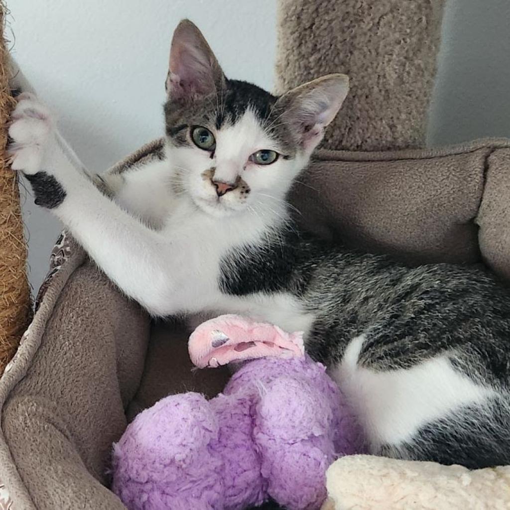 Enlarge Skylar, a Adoptable Domestic Short Hair in Newport News, VA image 1/6