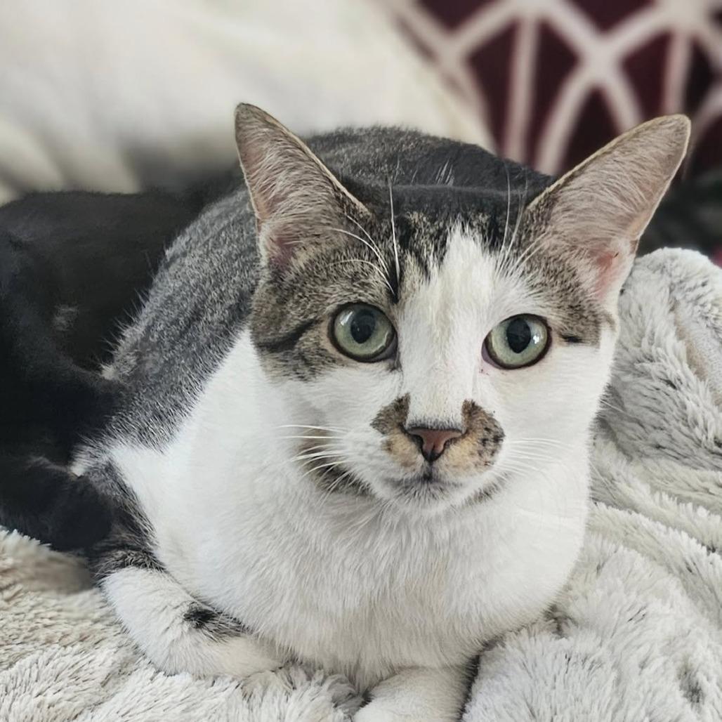 Enlarge Skylar, a Adoptable Domestic Short Hair in Newport News, VA image 3/6