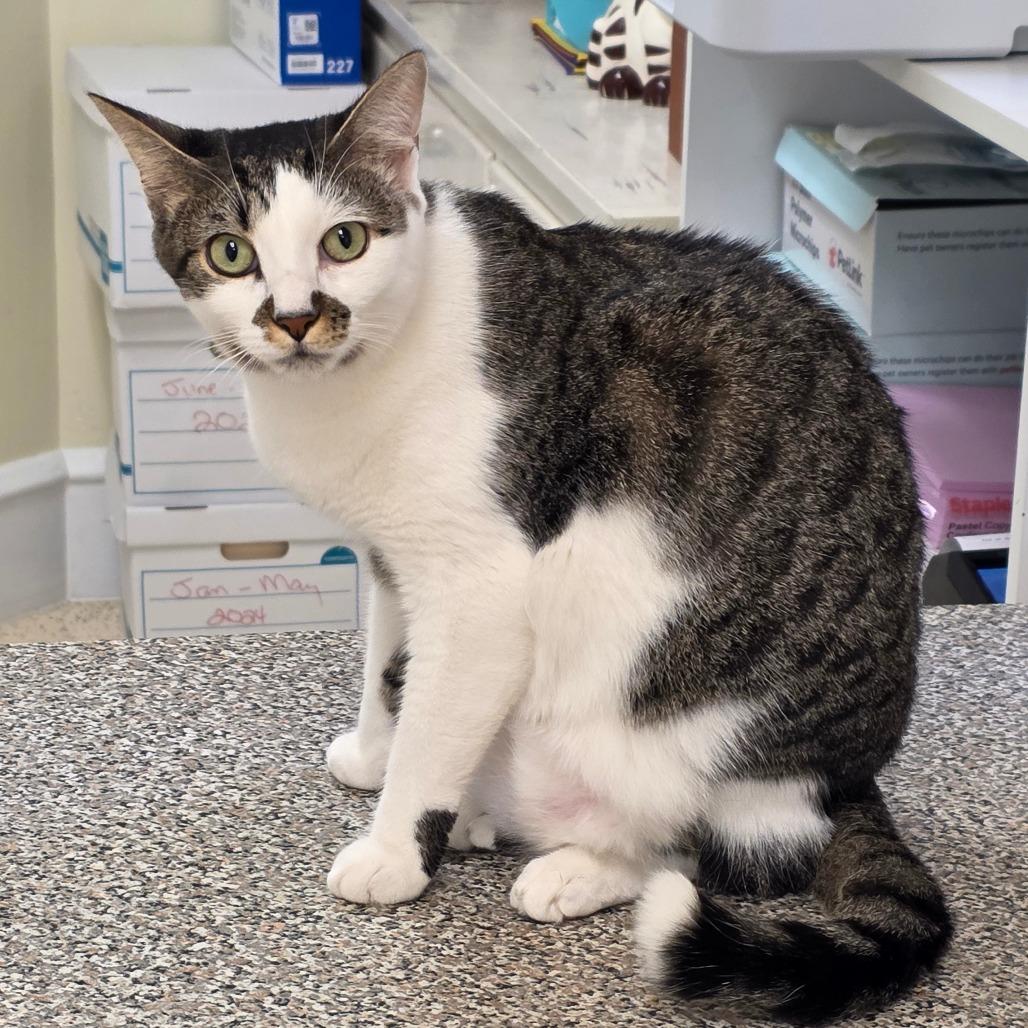 Enlarge Skylar, a Adoptable Domestic Short Hair in Newport News, VA image 4/6