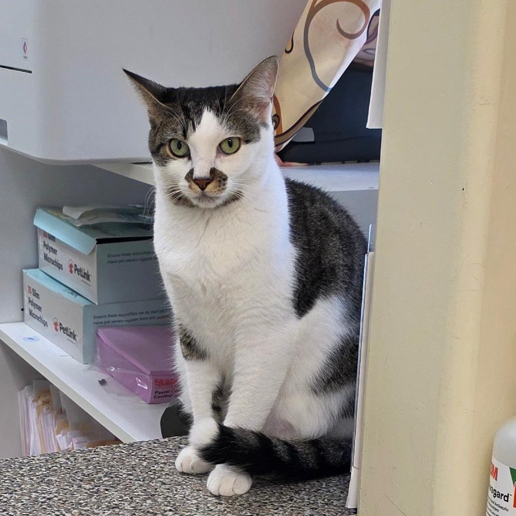 Enlarge Skylar, a Adoptable Domestic Short Hair in Newport News, VA image 5/6