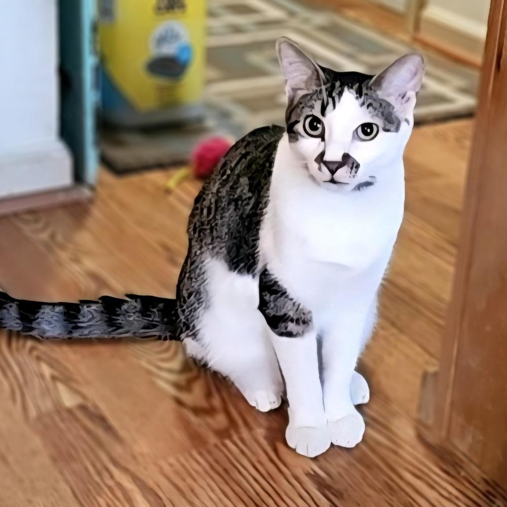 Enlarge Skylar, a Adoptable Domestic Short Hair in Newport News, VA image 6/6