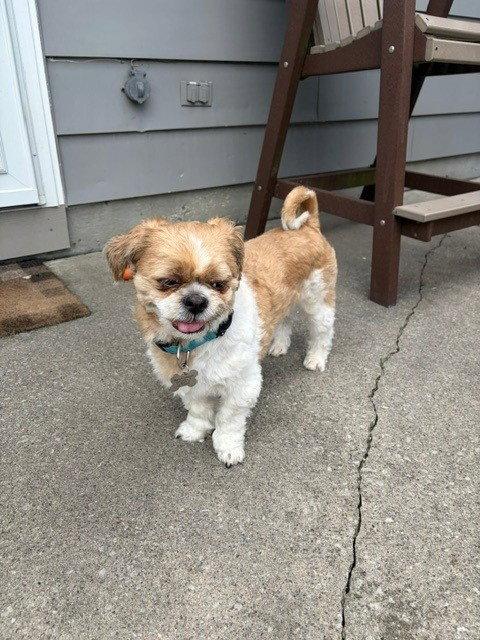 Enlarge Benji, a Adoptable Shih Tzu in Fort Wayne, IN image 2/3