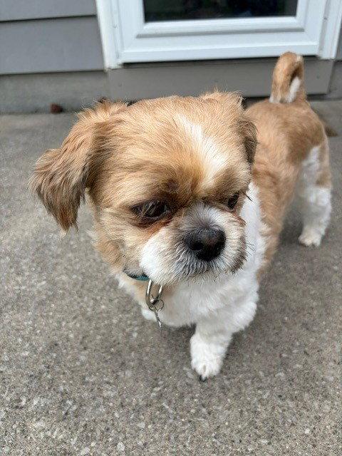 Enlarge Benji, a Adoptable Shih Tzu in Fort Wayne, IN image 3/3