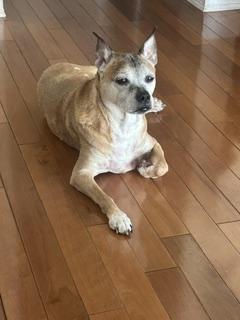 MAX, Adoptable, Senior Male Boxer.