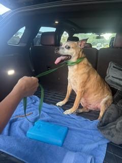 Enlarge MAX, a Adoptable mixed breed in Bradenton, FL image 3/6