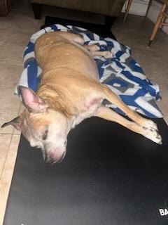 Enlarge MAX, a Adoptable mixed breed in Bradenton, FL image 4/6