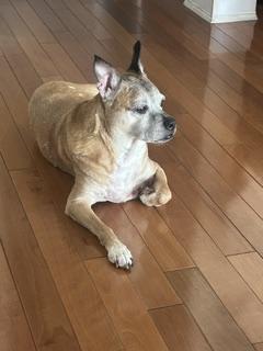 Enlarge MAX, a Adoptable mixed breed in Bradenton, FL image 5/6
