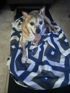 Enlarge MAX, a Adoptable mixed breed in Bradenton, FL image 6/6