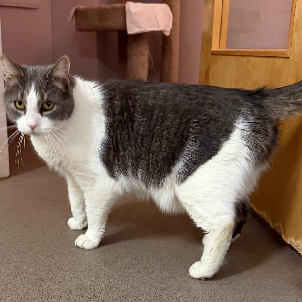 Kit, Adoptable, Senior Male Domestic Short Hair.