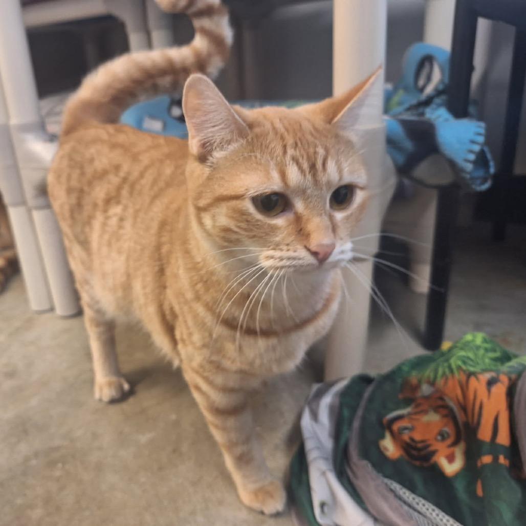 Julius, a Adoptable Domestic Short Hair in Albert Lea, MN image 3/4