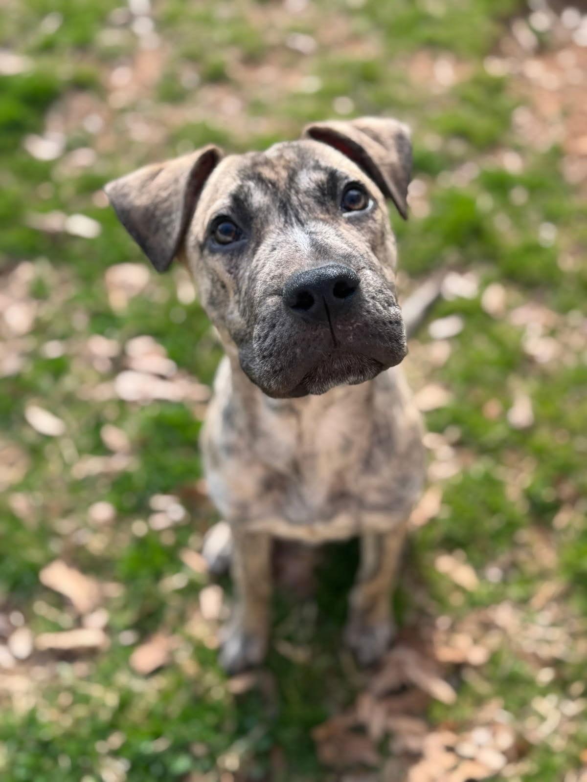 Domingo, Adoptable, Young Male Terrier & Shar-Pei.