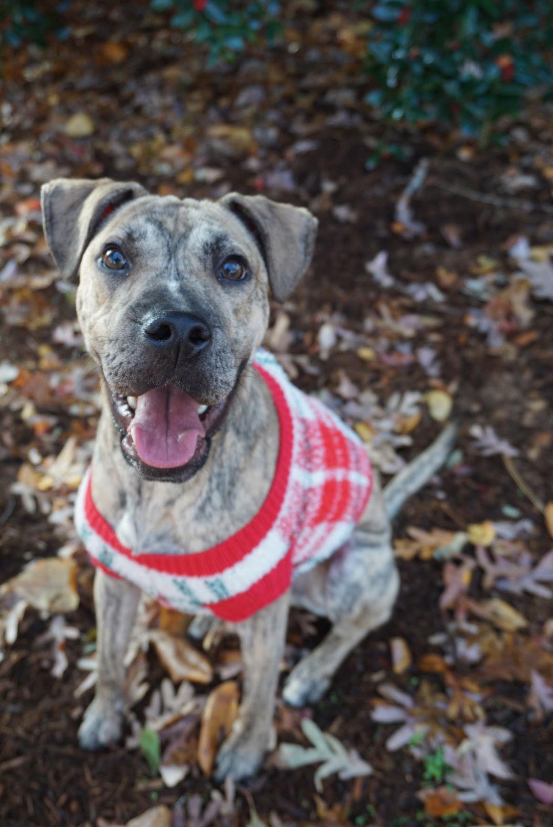 Enlarge Domingo, a Adoptable mixed breed in Greenville, SC image 2/3