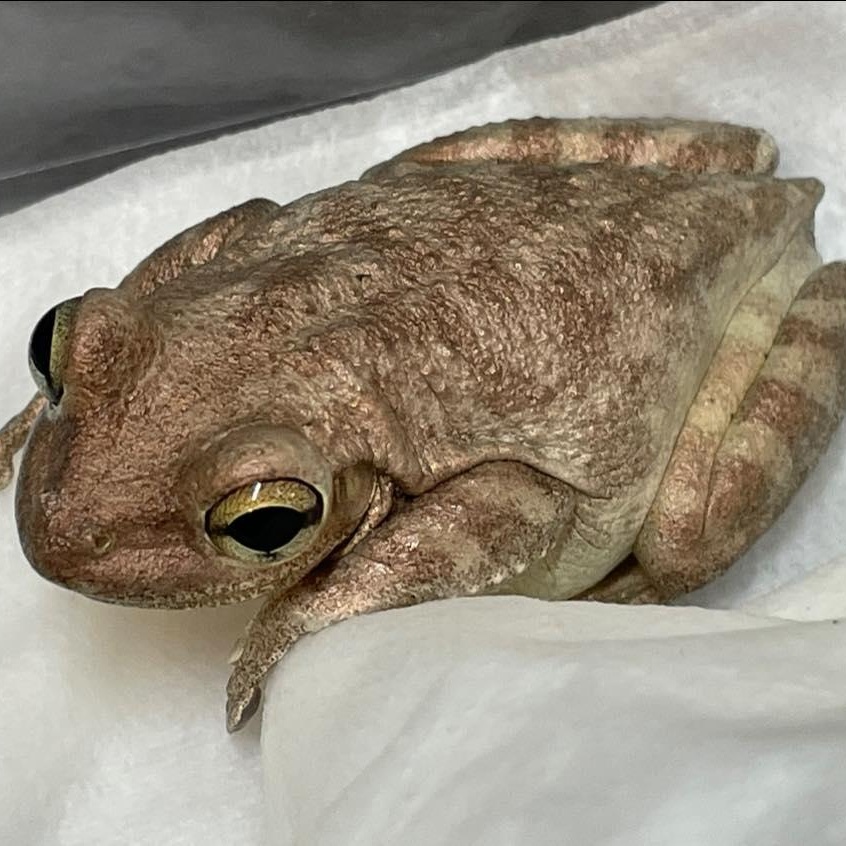 Enlarge Tina, a Adoptable Tree Frog in Durham, NC image 1/1