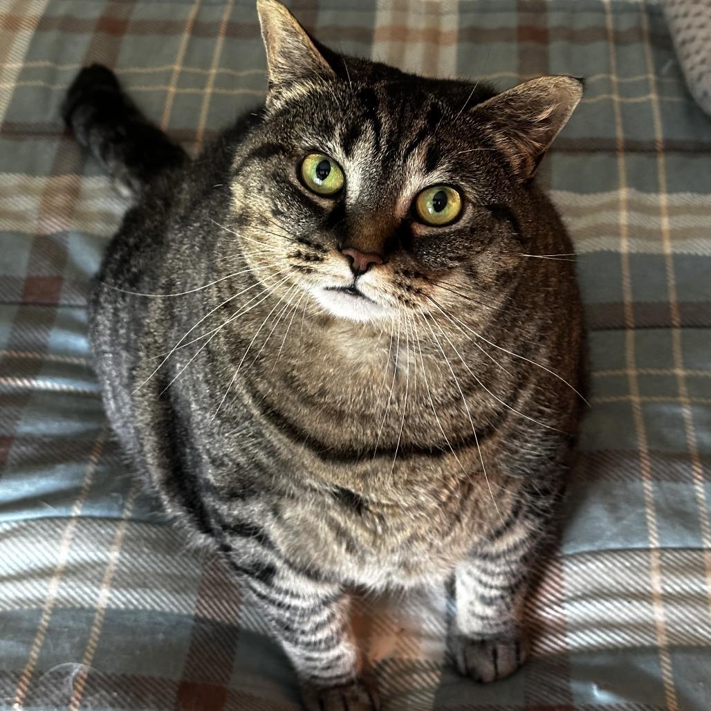 Hazel, Adoptable, Adult Female Domestic Short Hair.