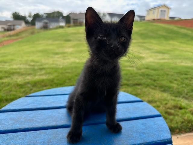 Smokie, Adoptable, Kitten Male Domestic Short Hair.