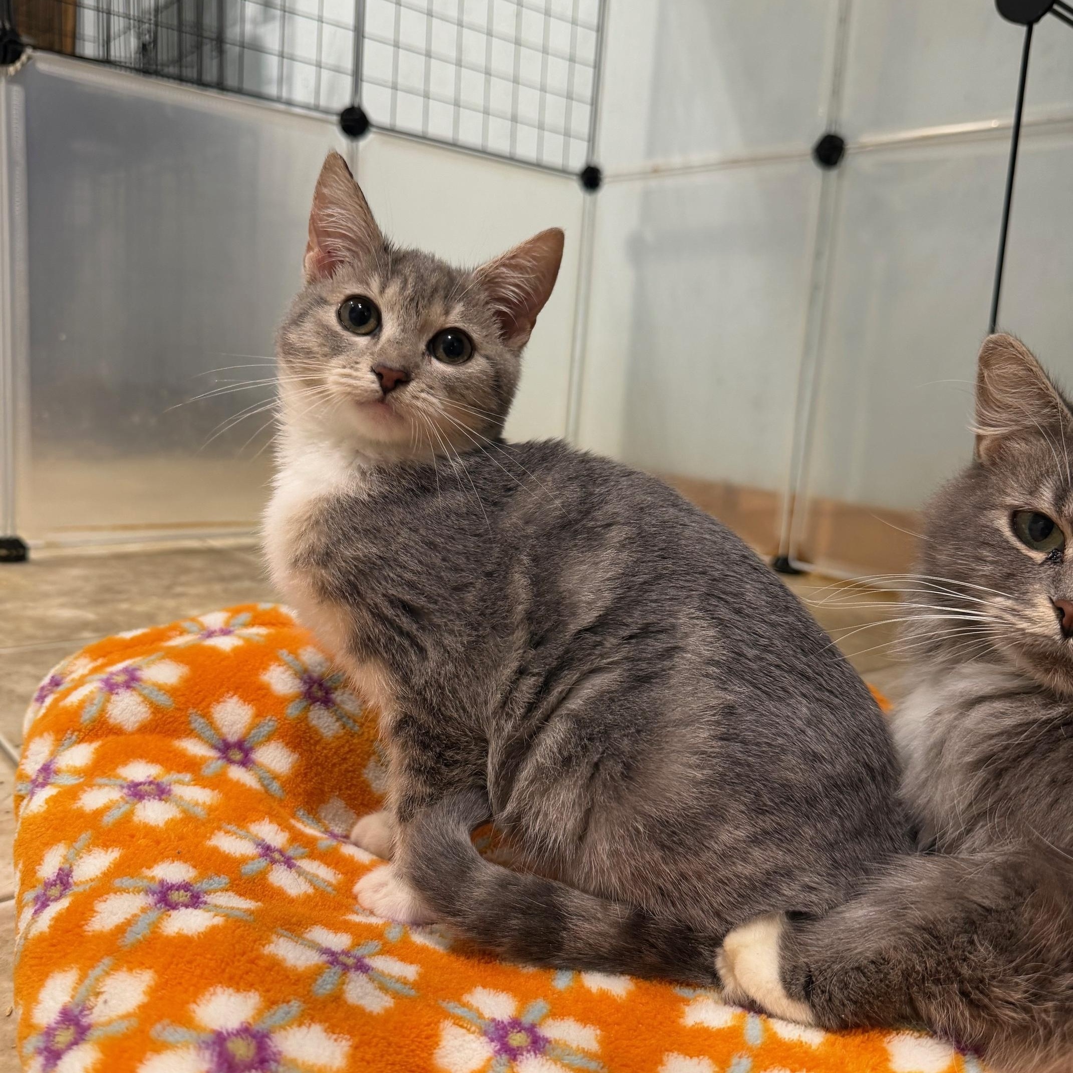 Windy (BC), ADOPTABLE, Kitten Female Domestic Short Hair.