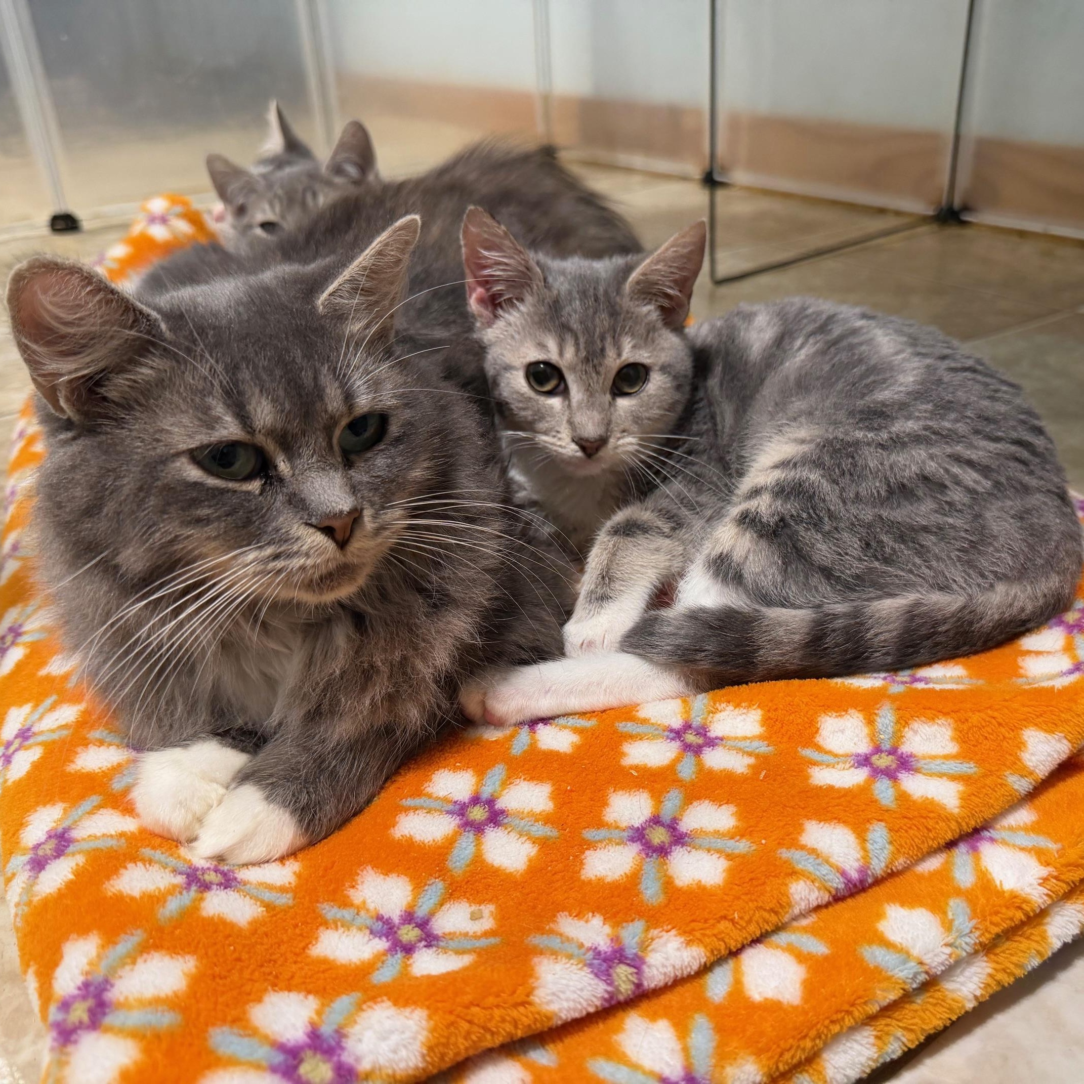 Enlarge Windy (BC), a ADOPTABLE Domestic Short Hair in Greenville, SC image 2/3