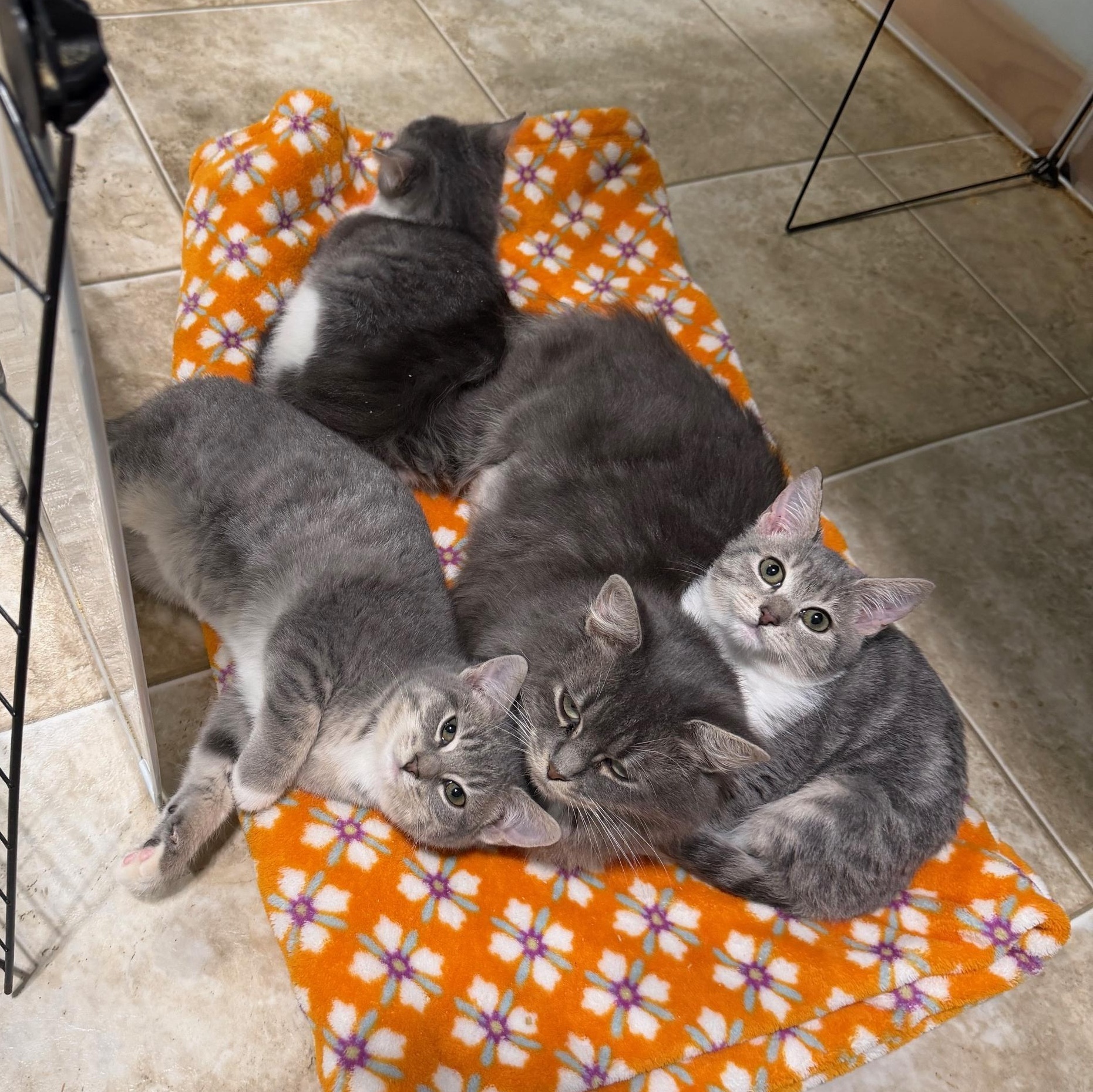 Enlarge Windy (BC), a ADOPTABLE Domestic Short Hair in Greenville, SC image 3/3