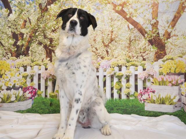 WAYLON, Adoptable, Young Male Anatolian Shepherd & Mixed Breed.