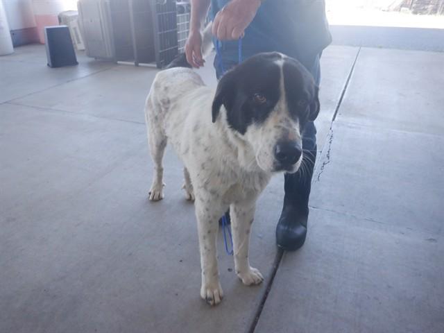 WAYLON, Adoptable, Young Male Anatolian Shepherd & Mixed Breed.