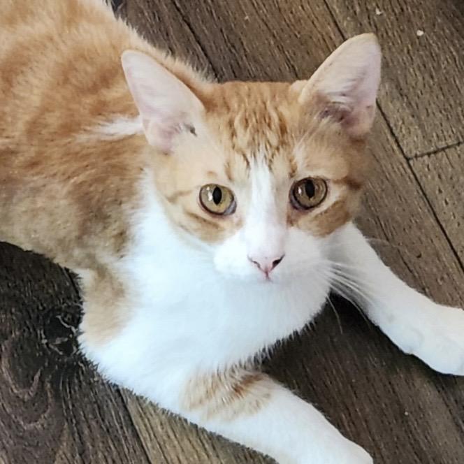 Cheeto, adopted, Young Male Tabby.
