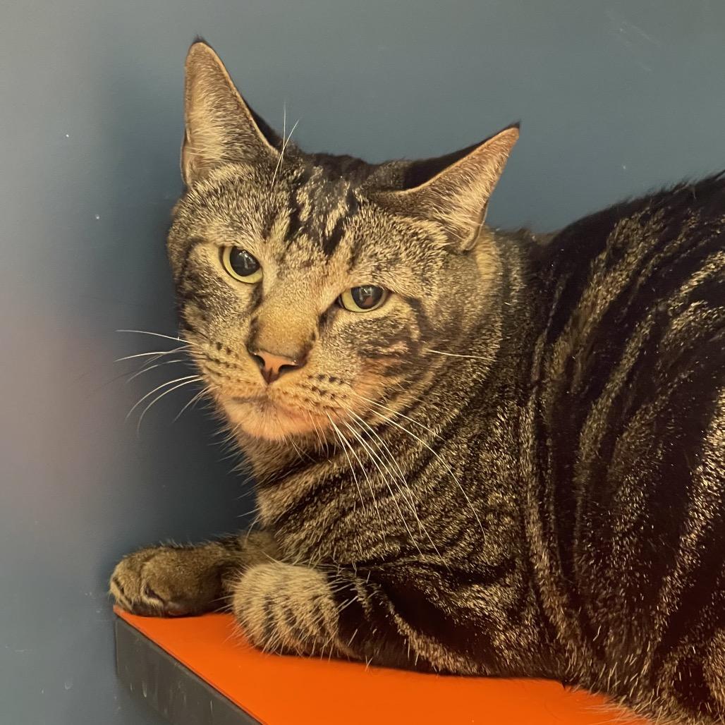 Enlarge Cee Cee, a Adoptable American Shorthair in Tulsa, OK image 1/1