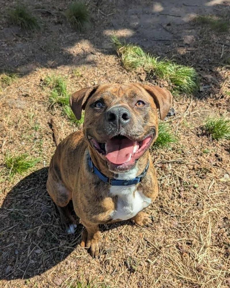 Enlarge JT  (Clover of Violet’s Flowers), a Adoptable mixed breed in Wenonah, NJ image 2/5