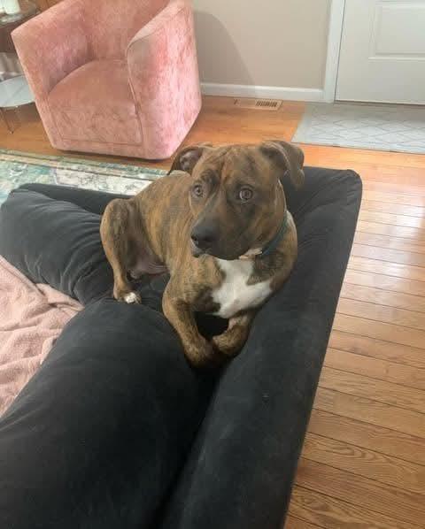 JT  (Clover of Violet’s Flowers), Adoptable, Young Male American Staffordshire Terrier & Pit Bull Terrier.