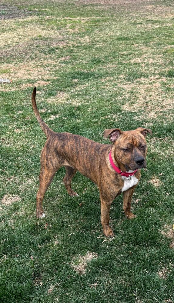 Enlarge JT  (Clover of Violet’s Flowers), a Adoptable mixed breed in Wenonah, NJ image 4/5