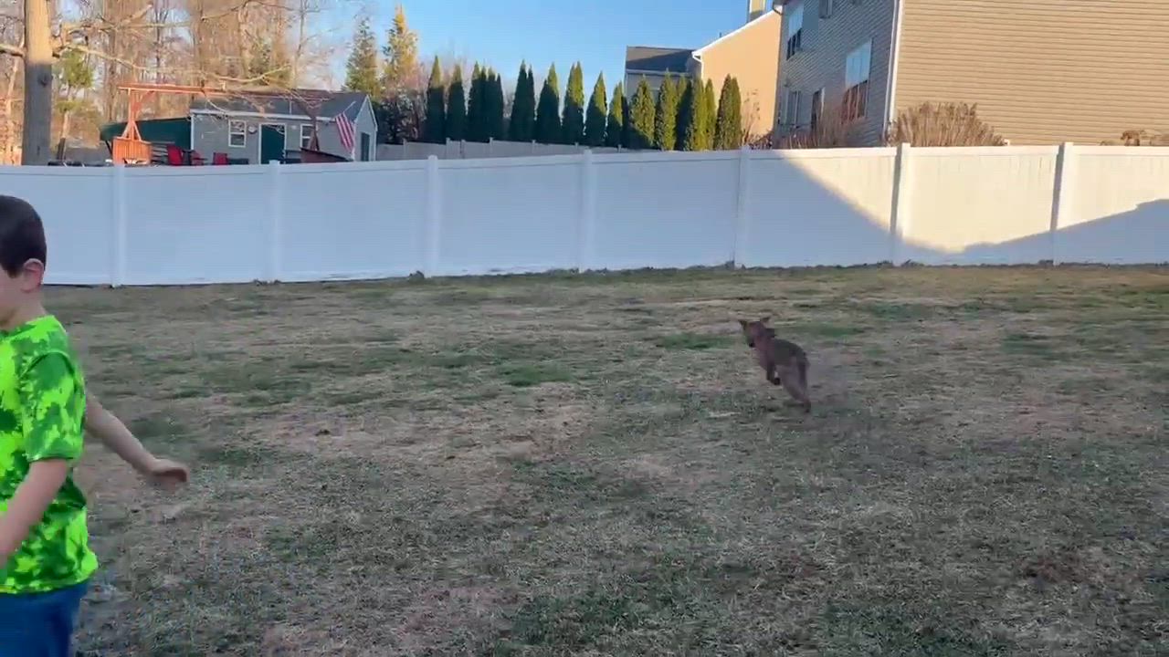 Enlarge JT  (Clover of Violet’s Flowers), a Adoptable mixed breed in Wenonah, NJ video 5/5