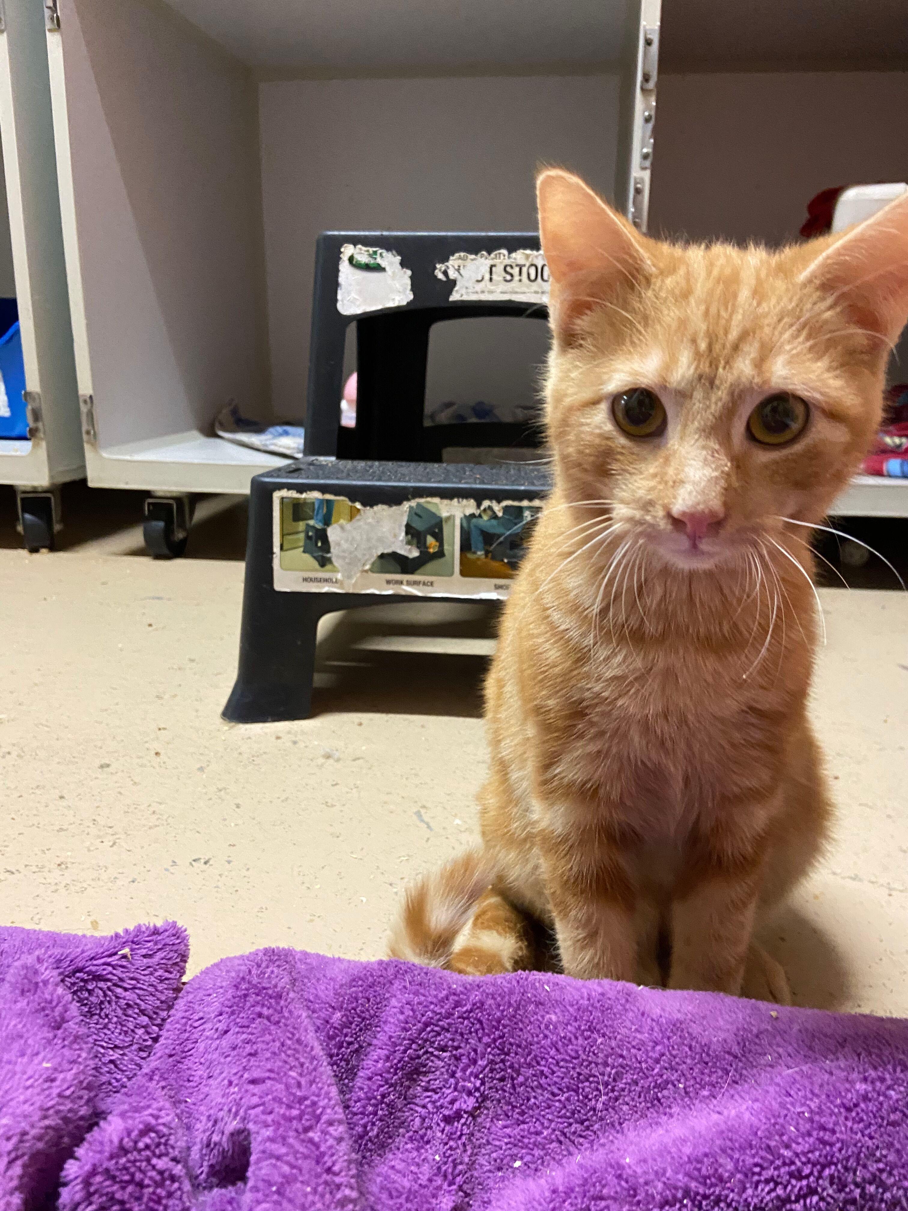 MAC, a Adoptable Domestic Short Hair image 1/3