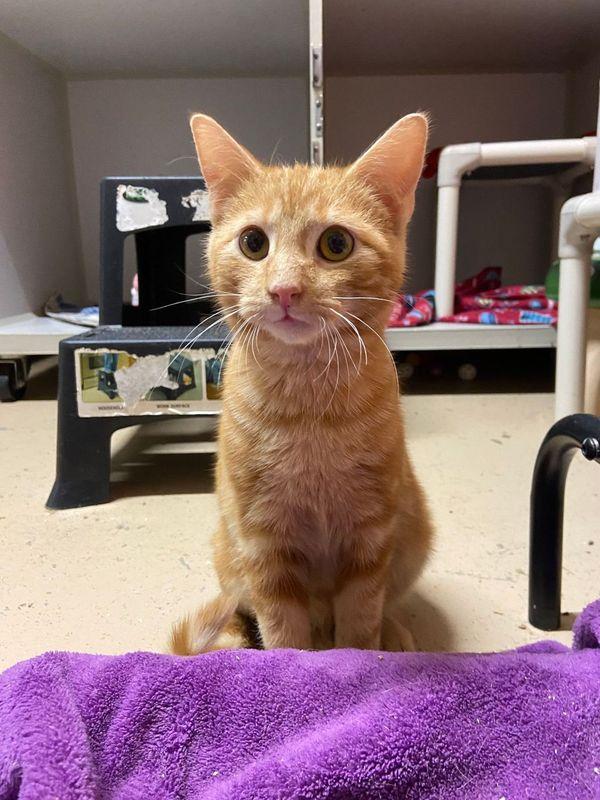 MAC, a Adoptable Domestic Short Hair image 2/3